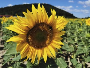 Large sunflower (helianthus annuus) in a sunny field against a blue sky, Franconian Forest