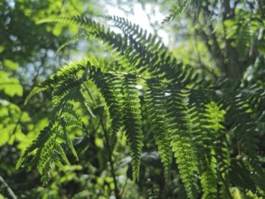 Close-up of fern leaves (far) in the forest with sunlight shining through, Thuringian Forest nature