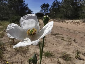 White poppy (papaver somniferum) in blooming splendour in front of a sandy path amidst trees, costa