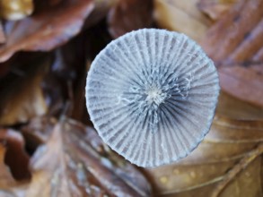 Close-up of a mushroom cap showing patterns and details of the surface structure (mycena