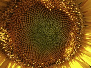 Close-up of the centre of a sunflower (helianthus annuus) with concentric patterns, Franconian