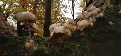 Several mushrooms growing on a moss-covered tree trunk in autumn forest, oyster mushrooms