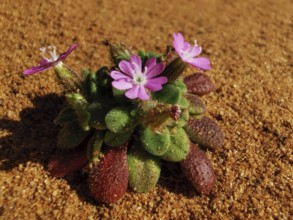 Small plant with pink flowers grows on sandy ground in the desert environment, Jagel's carnation