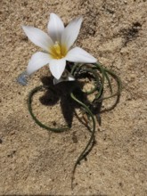 White flower with yellow centre blooms on a sandy background, mock crocus (Romulea bulbocodium),