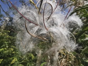 White, feathery seed heads of a plant in the open, blooming sally (epilobium angustifolium), High