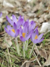 Purple crocuses (crocus vernus) blooming in a meadow in early spring, Upper Franconia, Germany
