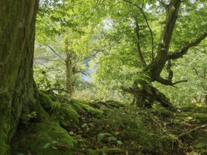 Dense forest with green trees and soil covered with moss