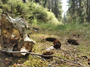 A skull lies next to pine cones on a moss-covered forest path