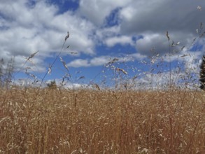 A wide field of tall grass under a blue, slightly cloudy sky