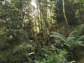 Dense forest with sunlight shining through the trees, surrounded by ferns