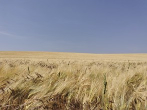 A vast wheat field under a clear blue sky