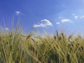 A wide grain field (granum) under a bright blue sky with scattered clouds, Franconian Forest nature