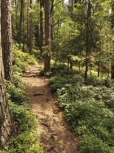 A narrow path snakes through a sun-drenched forest full of tall trees, Frankenwald nature park