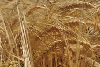 Dense golden-yellow ears of grain (granum) standing densely interwoven in the field, Franconian