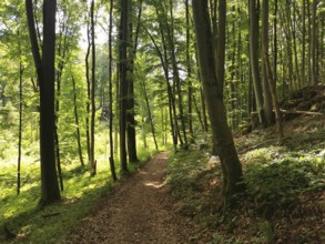 Forest path lined with tall, green trees, sunlight breaks through the canopy, Frankenwald nature