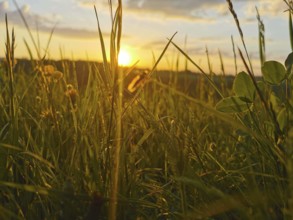 Meadow at sunset, grasses rising high into the golden light of the evening, Frankenwald nature park