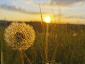 Close-up of a dandelion head (Taraxacum) in the light of a sunset over a meadow, Franconian Forest