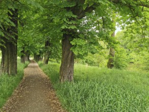 Shady forest trail lined with thick green trees on both sides, Frankenwald nature park Park,