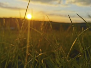 Meadow at sunset, grasses in the foreground and warm evening light in the background, Frankenwald