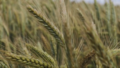 Close-up of golden wheat ears in a wide field