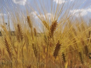 Close-up of golden yellow ears of grain (granum) in front of a blue sky with white clouds,