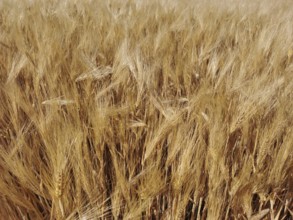 A dense field full of golden ears of grain (granum), ready for harvest, Franconian Forest nature