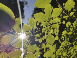 Green leaves illuminated by sunlight in bright backlight, Frankenwald nature park Park, Germany