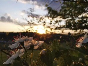 White-pink flowers in the foreground, sunset and wide landscape in the background, Frankenwald