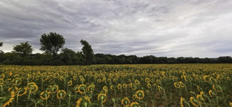 Large field full of blooming sunflowers under a cloudy sky