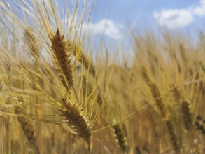 Close-up of ears of grain (granum) with a small part of the blue sky in the background, Franconian