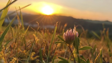 Clover flowers in a meadow at sunset with golden rays