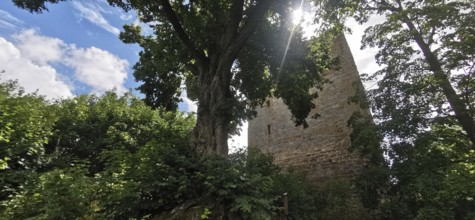 Old tower next to a big tree under a blue sky with sun