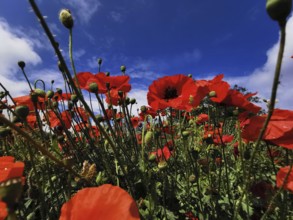 Red poppies stand out under a bright blue sky, Upper Franconia, Germany