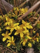 Yellow flowers bloom brightly amidst green foliage and dry grass in a meadow