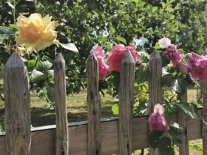 Roses bloom along a rustic wooden fence in a sunny garden, Upper Franconia, Germany