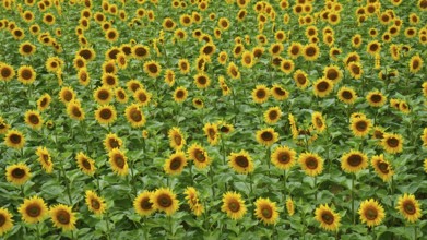 A wide field with countless yellow sunflowers leaning towards the sun, Hungary