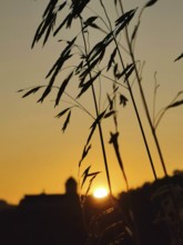 Silhouette of grass in the foreground against an orange sunset with Rosenberg fortress in the