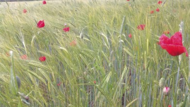 A field full of green plants with scattered red poppies on a summer day, Frankenwald nature park