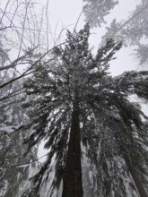 Conifer tree in fog with snowy branches, Frankenwald nature park Park, Bavaria, Germany