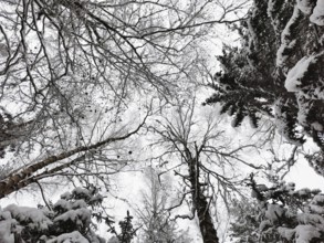 Snowy forest view with bare trees and a whiff of snow, Frankenwald nature park Park, Bavaria,