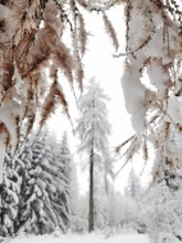 Snowy trees and branches in a wintry landscape, Fichtelgebirge, Germany