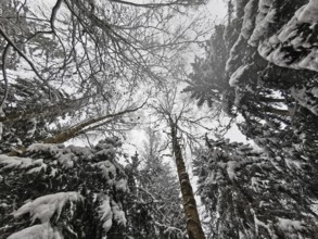 Snowy trees towering into the winter sky, Frankenwald nature park Park, Bavaria, Germany