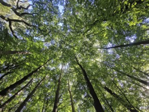 Looking up through a thick canopy of leaves in the forest with sunlight shining through,