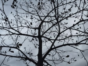 Bare tree against grey sky with scattered leaves, Frankenwald nature park Park, Bavaria, Germany