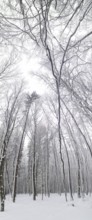 Snowy forest with bare trees towering over cloudy sky, Frankenwald nature park Park, Bavaria,