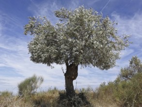 A lone olive tree stands in a dry landscape with blue sky and light clouds, (olea europaea), Berat,