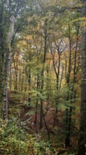 An autumnal forest with colorful foliage and a quiet, natural atmosphere, Franconian Forest