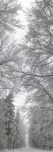 Snowy forest trail between tall, bare trees, arranged in a circle, Frankenwald nature park Park,