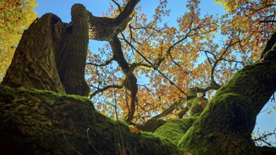 View from below of moss-covered branches and autumn leaves against a blue sky, Hainich National
