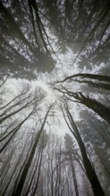 In a dense forest, the tall trees stretch out into the foggy sky, mystical and impressive,